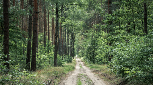 The Narrow Way