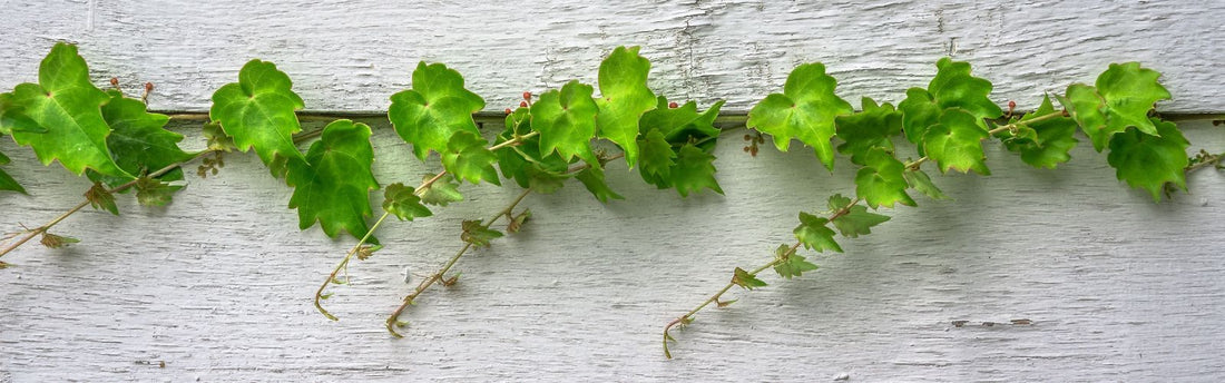 What does it really mean to abide in Christ?